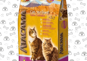 Atacama Gato Castrado